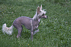 Chinese Crested