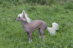Chinese Crested