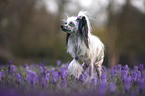 standing Chinese Crested Dog
