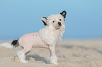 Chinese Crested