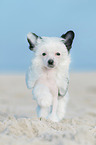 Chinese Crested