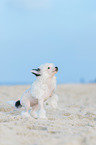Chinese Crested