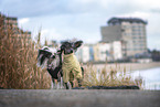 2 Chinese Crested