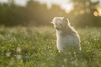 Chinese Crested Dog
