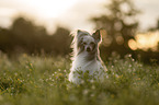 Chinese Crested Dog