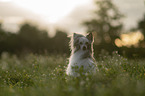 Chinese Crested Dog