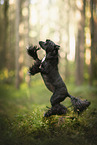 Chinese Crested Dog