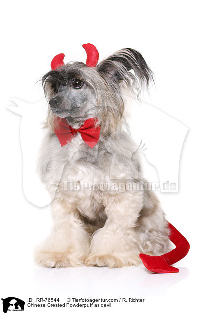Chinese Crested Powderpuff als Teufel / Chinese Crested Powderpuff as devil / RR-76544