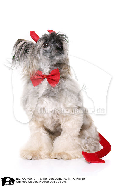 Chinese Crested Powderpuff als Teufel / Chinese Crested Powderpuff as devil / RR-76545