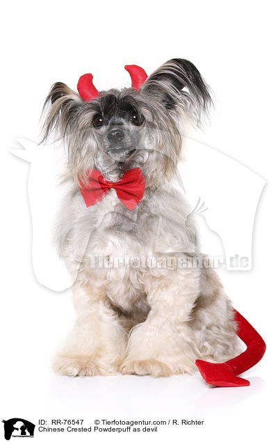 Chinese Crested Powderpuff als Teufel / Chinese Crested Powderpuff as devil / RR-76547