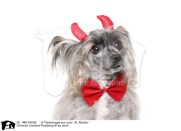 Chinese Crested Powderpuff als Teufel / Chinese Crested Powderpuff as devil / RR-76548
