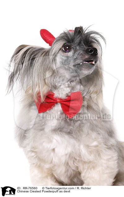 Chinese Crested Powderpuff als Teufel / Chinese Crested Powderpuff as devil / RR-76560
