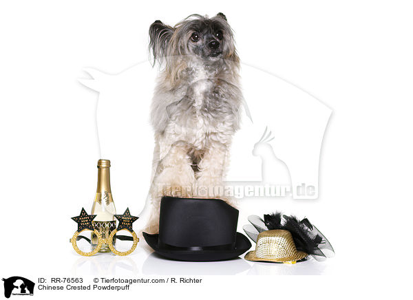 Chinese Crested Powderpuff / Chinese Crested Powderpuff / RR-76563