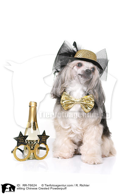 sitzender Chinese Crested Powderpuff / sitting Chinese Crested Powderpuff / RR-76624