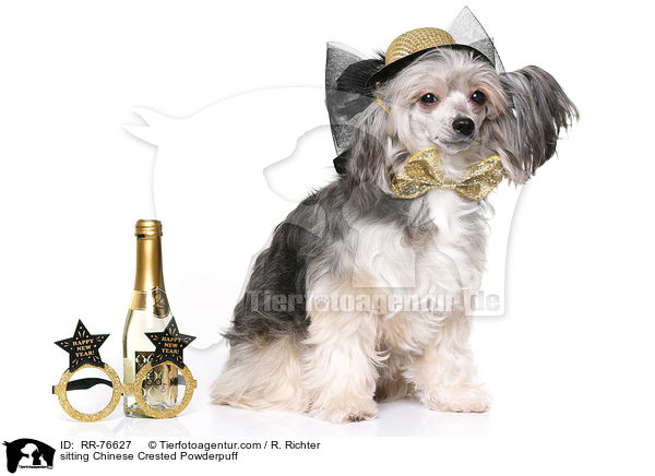 sitzender Chinese Crested Powderpuff / sitting Chinese Crested Powderpuff / RR-76627