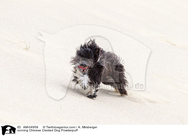 rennender Chinese Crested Dog Powderpuff / running Chinese Crested Dog Powderpuff / AM-04958
