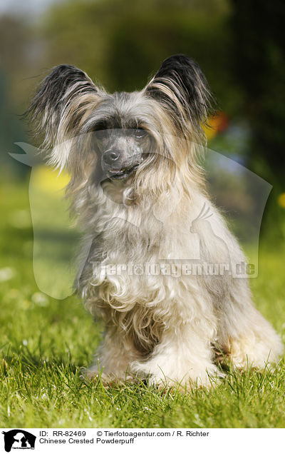 Chinese Crested Powderpuff / Chinese Crested Powderpuff / RR-82469