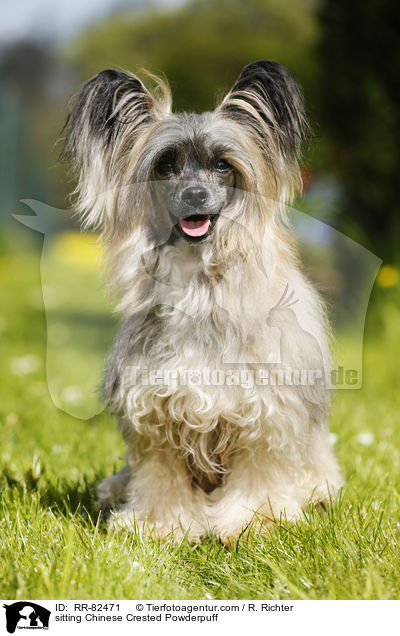 sitzender Chinese Crested Powderpuff / sitting Chinese Crested Powderpuff / RR-82471