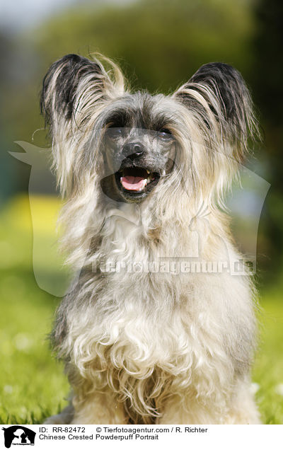 Chinese Crested Powderpuff Portrait / Chinese Crested Powderpuff Portrait / RR-82472