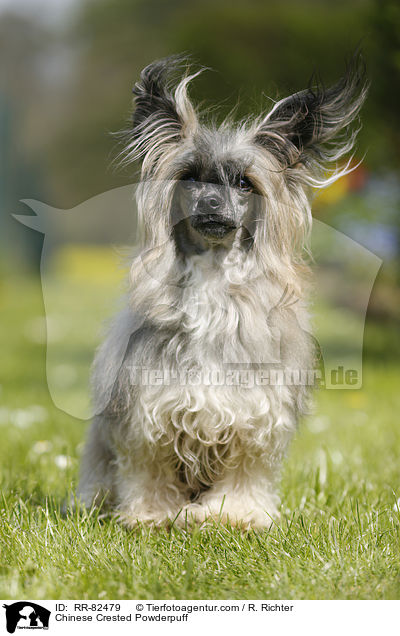Chinese Crested Powderpuff / Chinese Crested Powderpuff / RR-82479