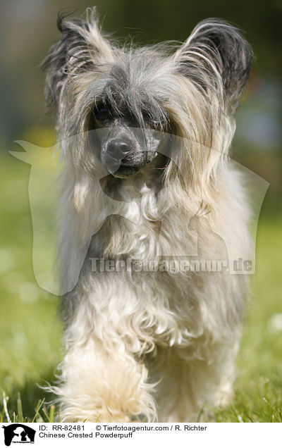 Chinese Crested Powderpuff / Chinese Crested Powderpuff / RR-82481