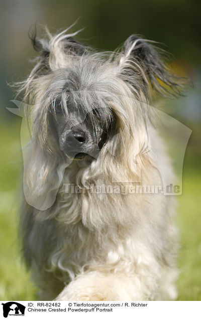 Chinese Crested Powderpuff Portrait / Chinese Crested Powderpuff Portrait / RR-82482