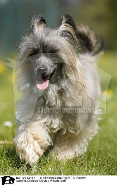 laufender Chinese Crested Powderpuff / walking Chinese Crested Powderpuff / RR-82484