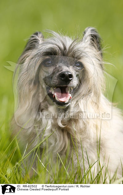 Chinese Crested Powderpuff Portrait / Chinese Crested Powderpuff Portrait / RR-82502