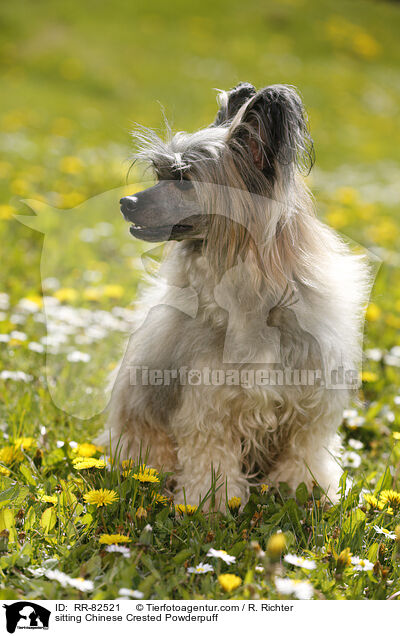 sitzender Chinese Crested Powderpuff / sitting Chinese Crested Powderpuff / RR-82521