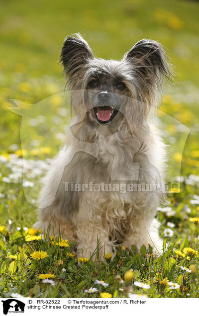 sitzender Chinese Crested Powderpuff / sitting Chinese Crested Powderpuff / RR-82522