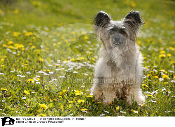sitzender Chinese Crested Powderpuff / sitting Chinese Crested Powderpuff / RR-82524