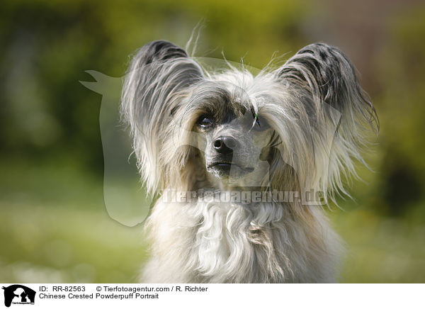 Chinese Crested Powderpuff Portrait / Chinese Crested Powderpuff Portrait / RR-82563