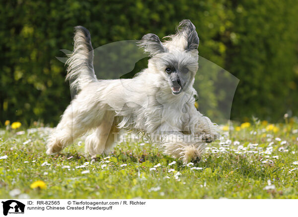 rennender Chinese Crested Powderpuff / running Chinese Crested Powderpuff / RR-82565