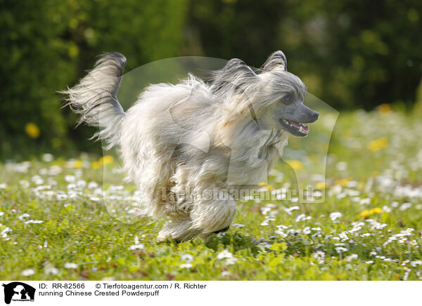 rennender Chinese Crested Powderpuff / running Chinese Crested Powderpuff / RR-82566