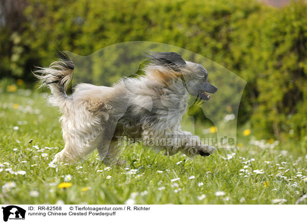 rennender Chinese Crested Powderpuff / running Chinese Crested Powderpuff / RR-82568