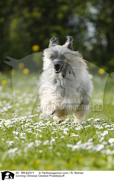 rennender Chinese Crested Powderpuff / running Chinese Crested Powderpuff / RR-82571