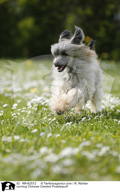 rennender Chinese Crested Powderpuff / running Chinese Crested Powderpuff / RR-82572