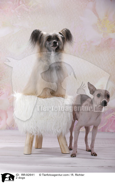 2 Hunde / 2 dogs / RR-92641
