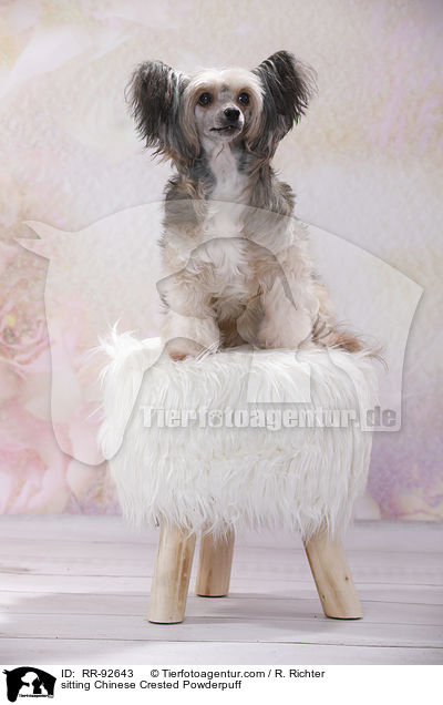 sitzender Chinese Crested Powderpuff / sitting Chinese Crested Powderpuff / RR-92643