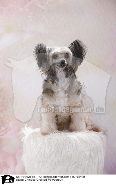 sitzender Chinese Crested Powderpuff / sitting Chinese Crested Powderpuff / RR-92645