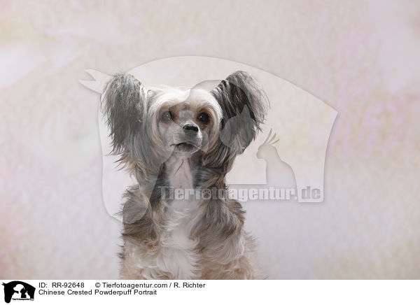 Chinese Crested Powderpuff Portrait / Chinese Crested Powderpuff Portrait / RR-92648