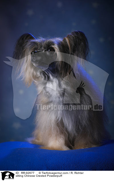 sitzender Chinese Crested Powderpuff / sitting Chinese Crested Powderpuff / RR-92677