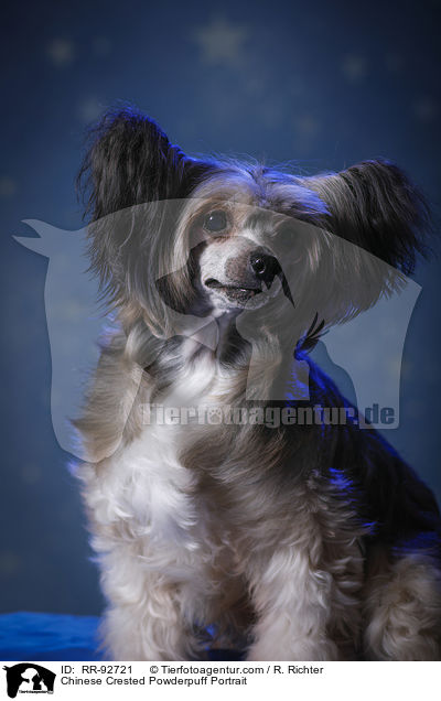 Chinese Crested Powderpuff Portrait / Chinese Crested Powderpuff Portrait / RR-92721