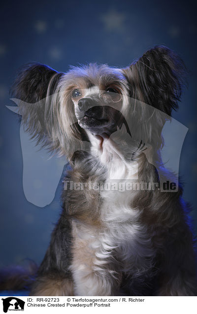 Chinese Crested Powderpuff Portrait / Chinese Crested Powderpuff Portrait / RR-92723