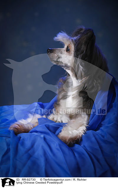 liegender Chinese Crested Powderpuff / lying Chinese Crested Powderpuff / RR-92730
