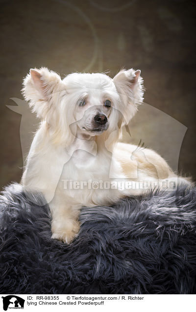 liegender Chinesischer Schopfhund Powderpuff / lying Chinese Crested Powderpuff / RR-98355