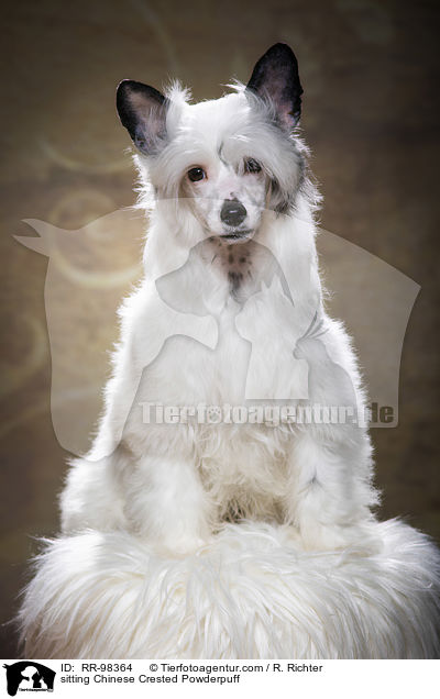 sitting Chinese Crested Powderpuff / RR-98364