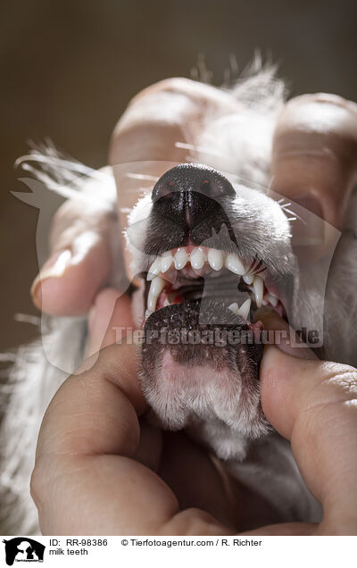 Milchgebiss im Zahnwechsel / milk teeth / RR-98386