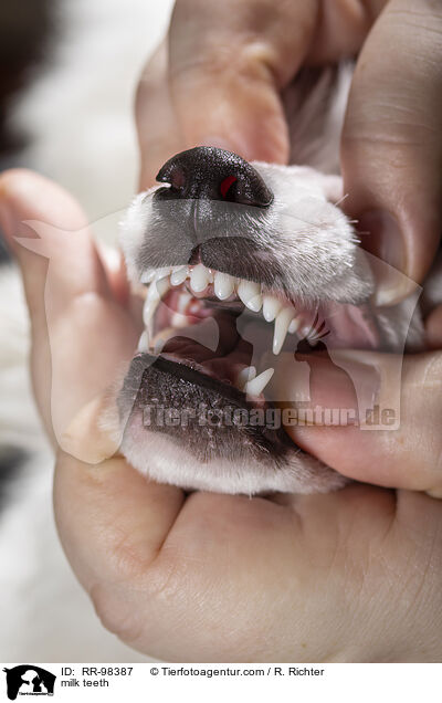 Milchgebiss im Zahnwechsel / milk teeth / RR-98387