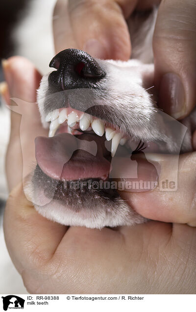 Milchgebiss im Zahnwechsel / milk teeth / RR-98388